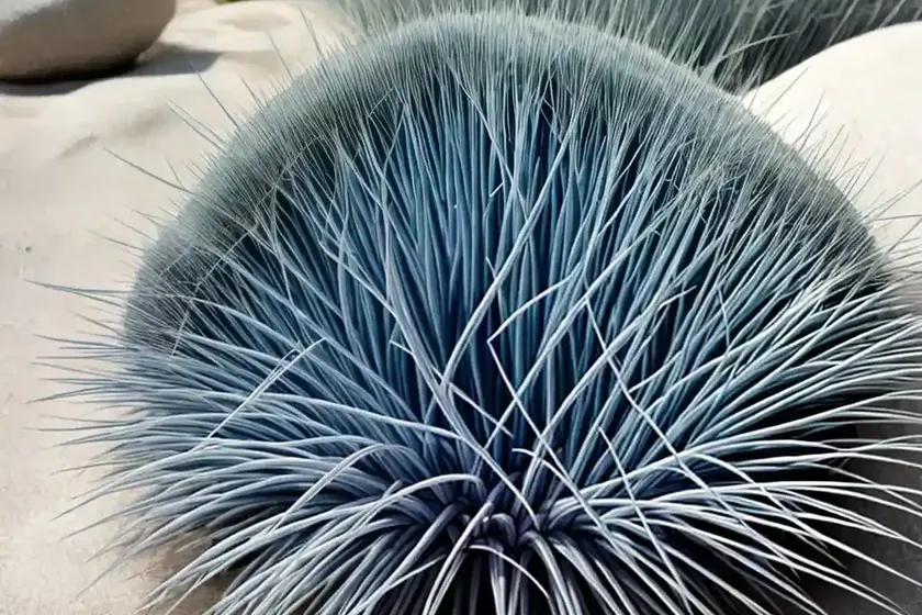 Blue fescue (festuca glauca ‘seeigel’ sea urchin) — photo 2