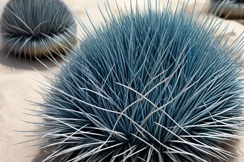Blue fescue (festuca glauca ‘seeigel’ sea urchin) — photo 3