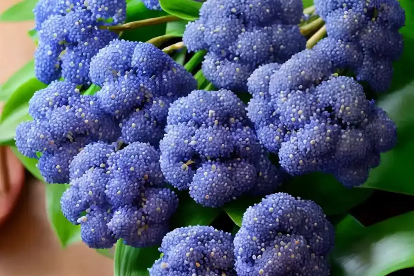 Blue ginger (dichorisandra thyrsiflora) — photo 2