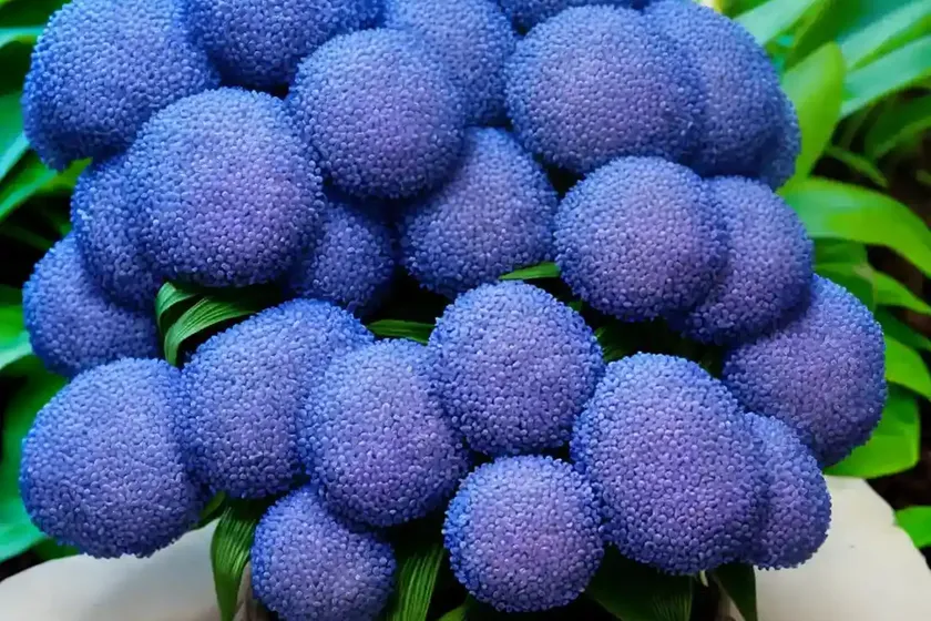 Blue ginger (dichorisandra thyrsiflora) — photo 3