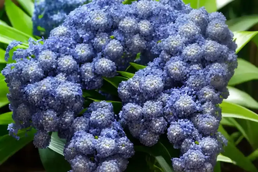 Blue ginger (dichorisandra thyrsiflora) — photo 2