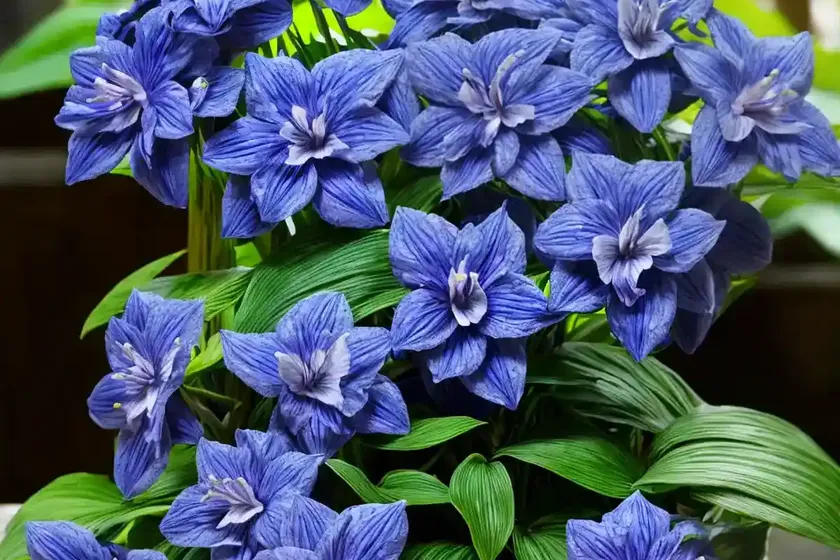 Blue ginger (dichorisandra thyrsiflora) — photo 3
