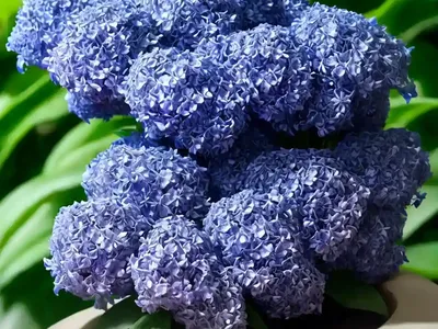 Blue Ginger (Dichorisandra Thyrsiflora)