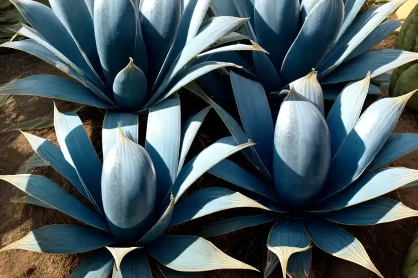 Blue glow agave (agave ‘blue glow’) — photo 3