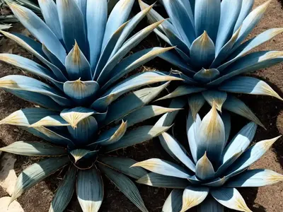 Blue Glow Agave (Agave ‘blue Glow’)