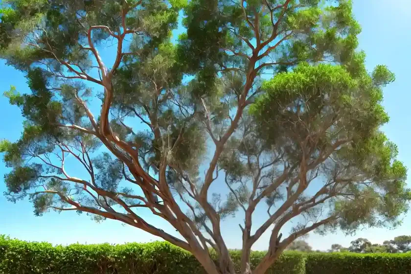 Blue gume tree (eucalyptus globulus) — photo 2