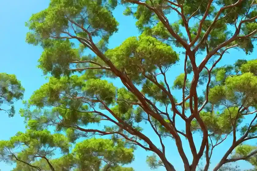 Blue gume tree (eucalyptus globulus) — photo 3