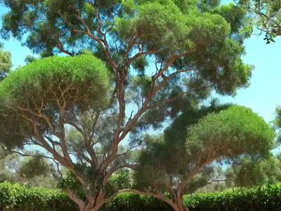 Blue Gume Tree (Eucalyptus Globulus)
