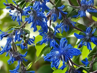 Blue Honeysuckle (Lonicera Caerulea)