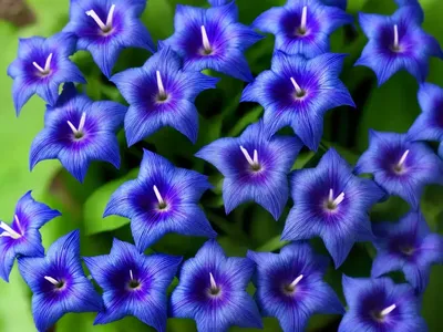 Blue Lobelia (Lobelia Siphilitica)