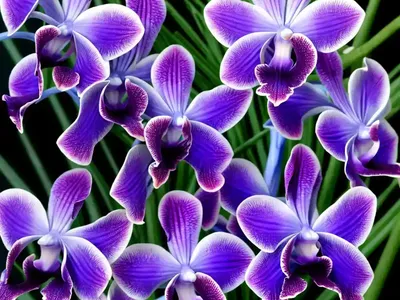 Blue Orchid (Vanda Coerulea)