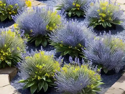 Blue Pimperne (Lysimachia Foemina)