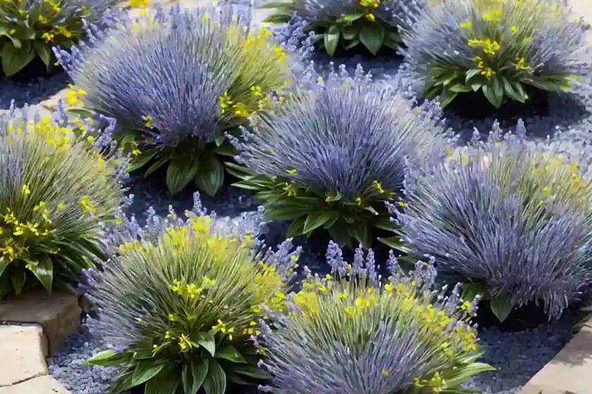 Blue pimperne (lysimachia foemina)