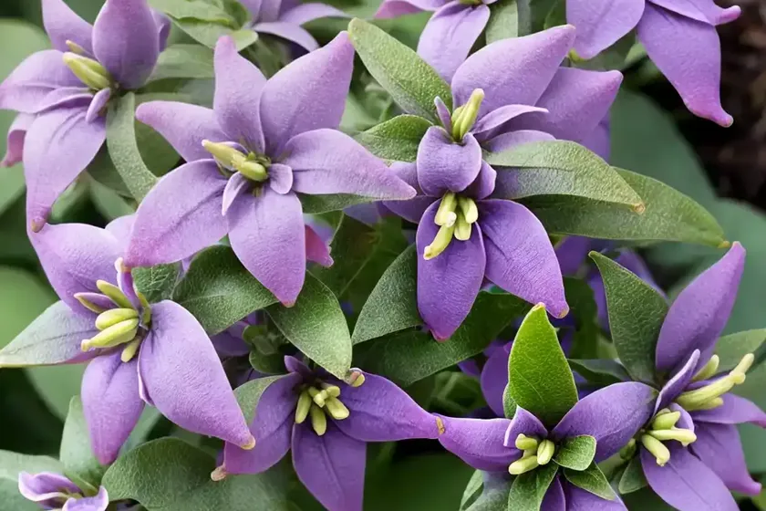 Blue potatobush (lycianthes rantonnetii) — photo 3