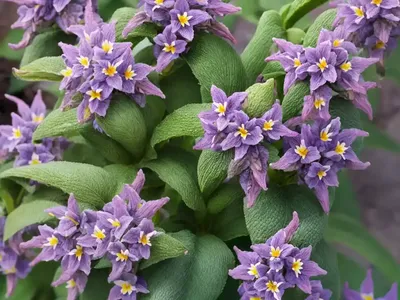 Blue Potatobush (Lycianthes Rantonnetii)