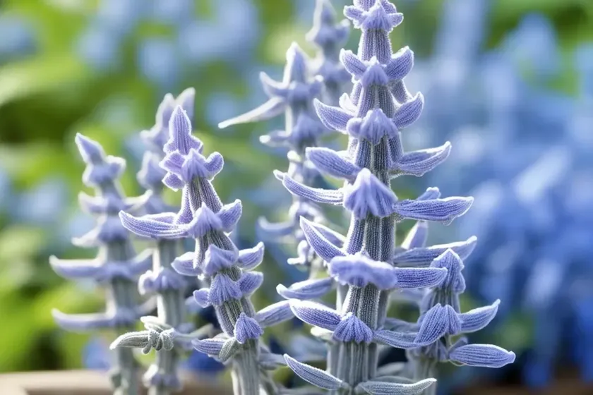 Blue sage (salvia azurea) — photo 3