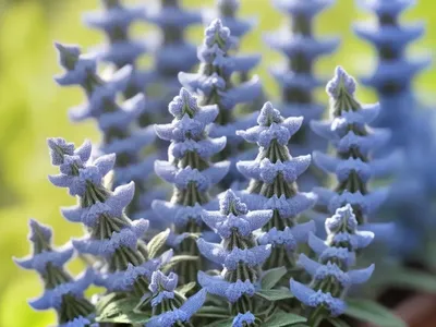 Blue Sage (Salvia Azurea)
