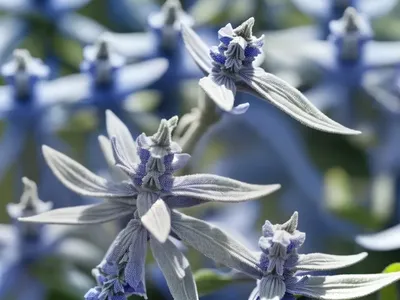Blue Sage (Salvia Azurea ‘Nekan’)