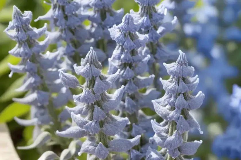 Blue sage (salvia azurea var. grandiflora)