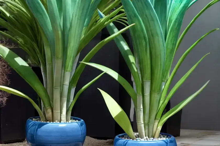 Blue sansevieria (sansevieria ehrenberghii ‘samurai dwarf’) — photo 2