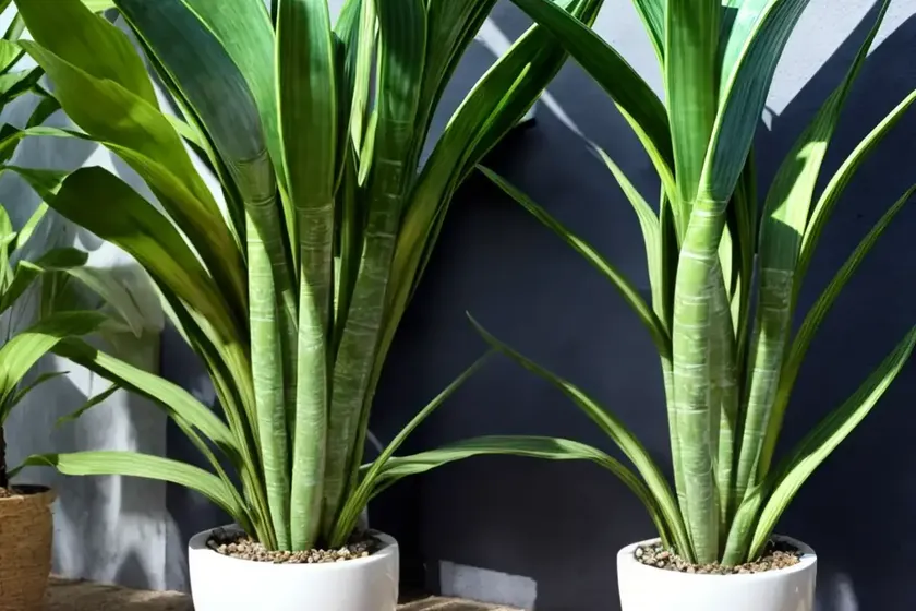 Blue sansevieria (sansevieria ehrenbergii) — photo 2