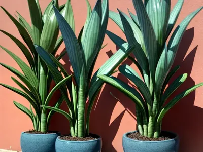 Blue Sansevieria (Sansevieria Ehrenbergii)