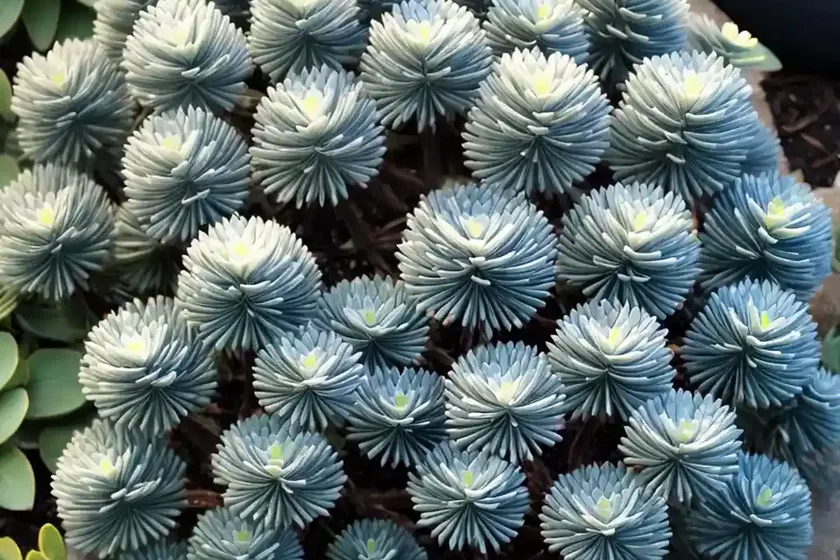 Blue spruce (sedum reflexum) — photo 3