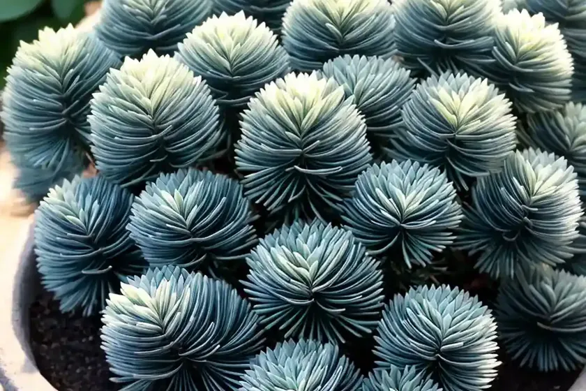 Blue spruce (sedum reflexum)