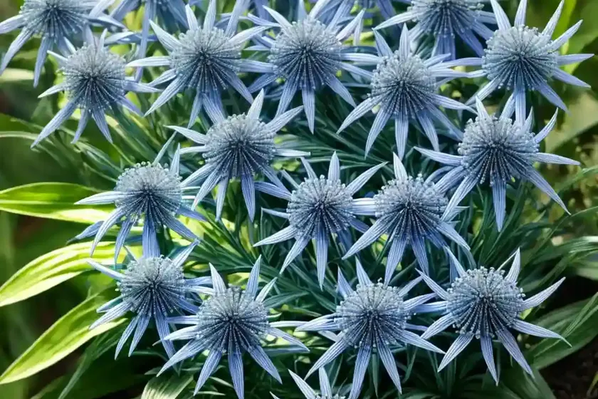 Blue star (amsonia ciliata var. filifolia) — photo 2