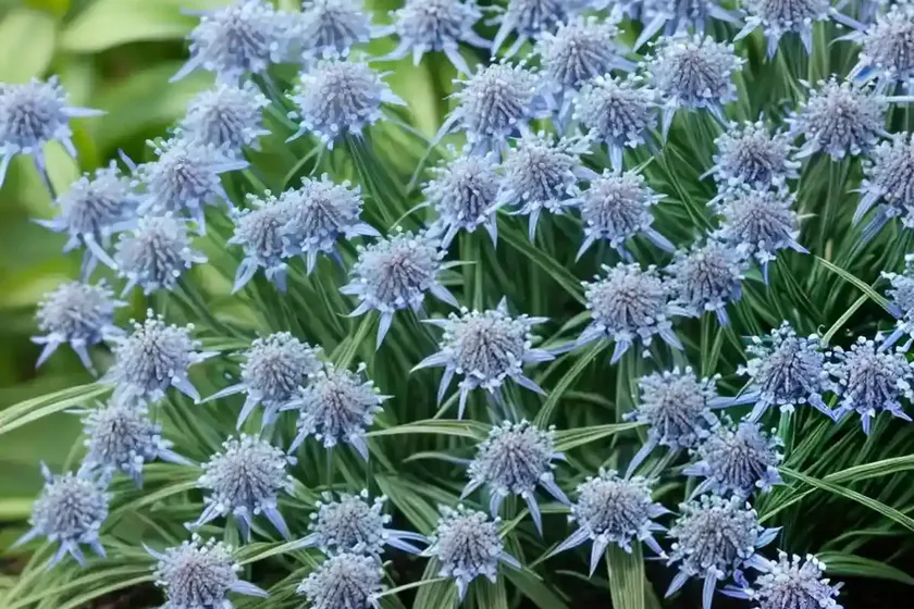 Blue star (amsonia ciliata var. filifolia ‘georgia pancake’) — photo 3