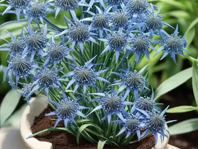 Blue Star (Amsonia Ciliata Var. Filifolia ‘Georgia Pancake’)