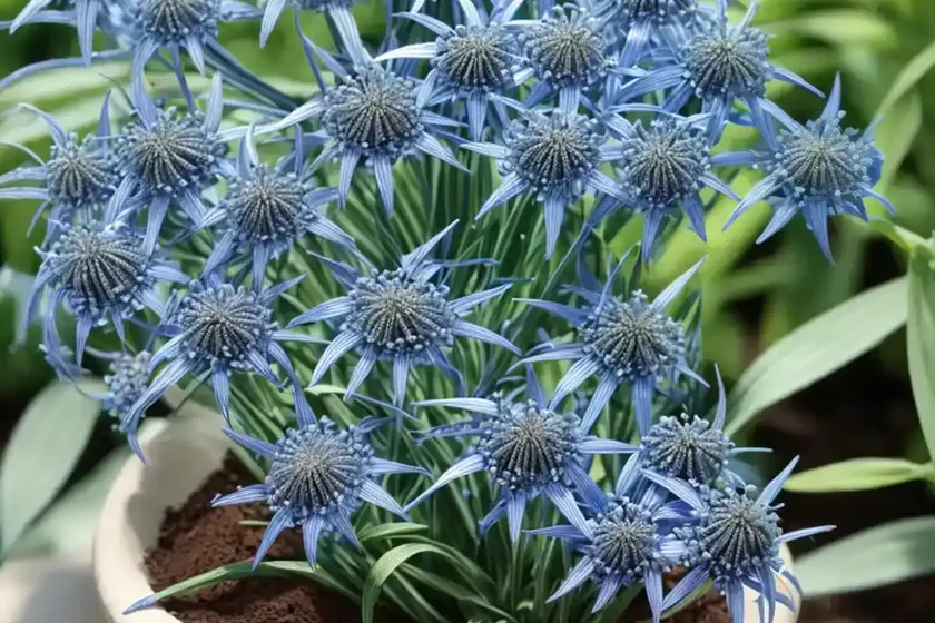 Blue star (amsonia ciliata var. filifolia ‘georgia pancake’)