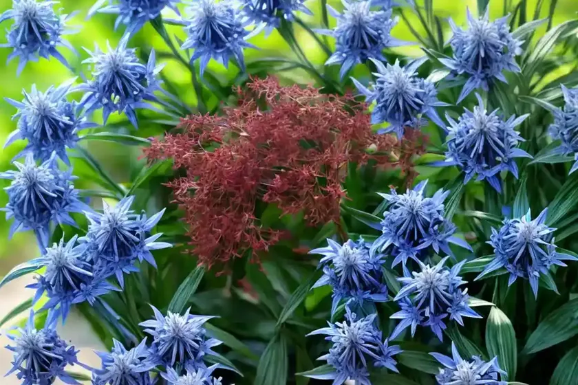 Blue star (amsonia hubrichtii) — photo 3