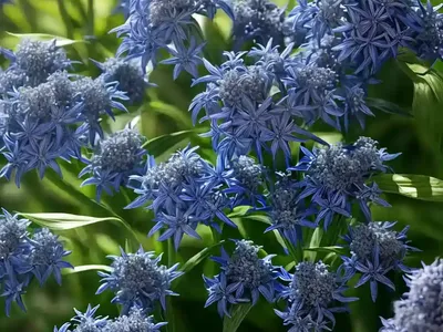 Blue Star (Amsonia Hubrichtii)