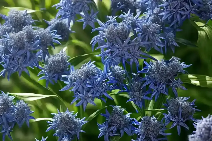 Blue star (amsonia hubrichtii)