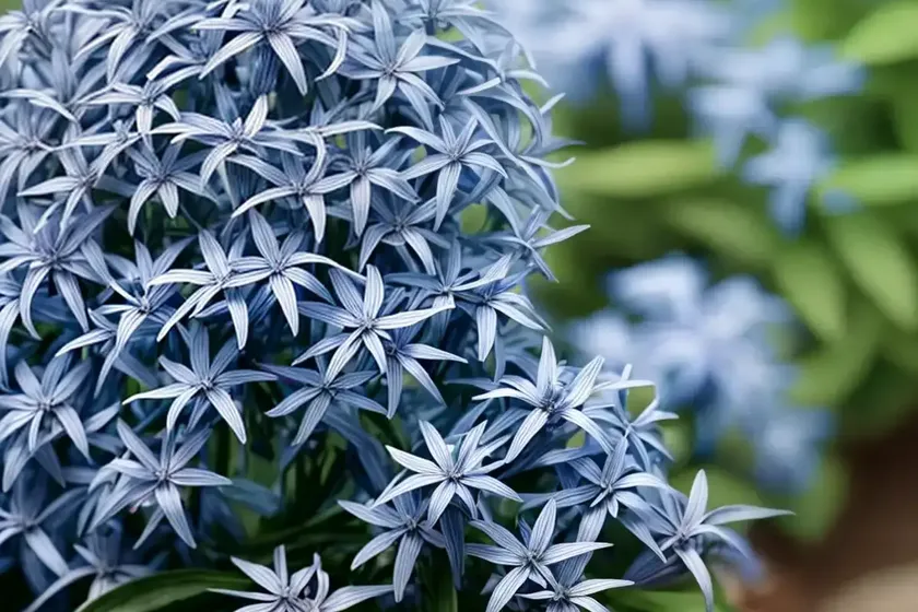 Blue star (amsonia ‘midway to montana’) — photo 2