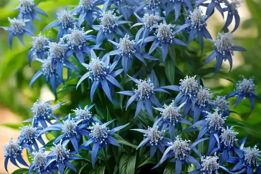 Blue star (amsonia ‘midway to montana’) — photo 3