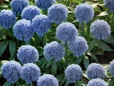 Blue Star (Amsonia ‘Midway To Montana’)