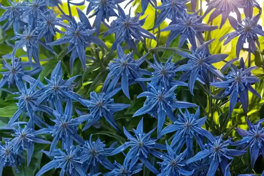Blue star (amsonia ‘seaford skies’) — photo 2
