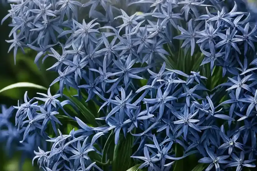 Blue star (amsonia ‘seaford skies’) — photo 3