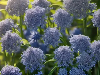 Blue Star (Amsonia ‘Seaford Skies’)