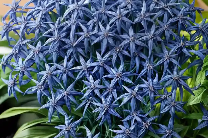 Blue star (amsonia ‘starstruck’) — photo 2