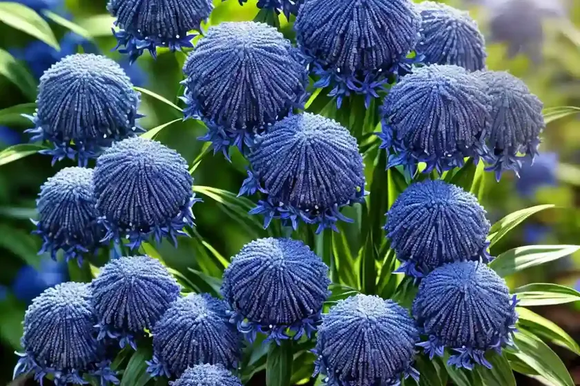 Blue star (amsonia ‘starstruck’) — photo 3