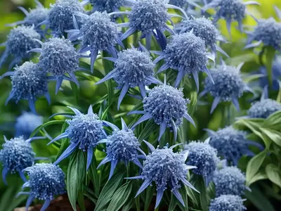 Blue Star (Amsonia ‘Starstruck’)