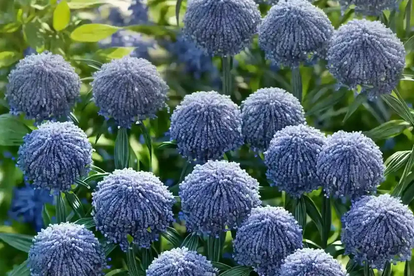 Blue star (amsonia tabernaemontana) — photo 2