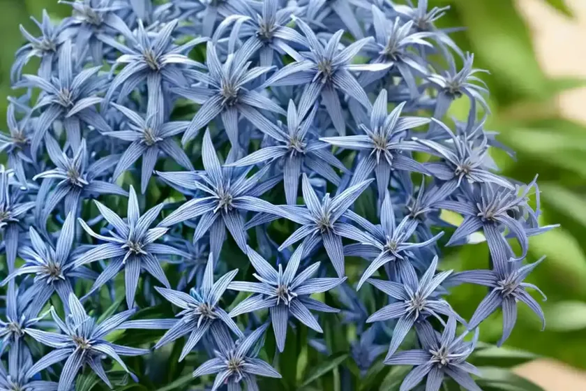 Blue star (amsonia tabernaemontana) — photo 3