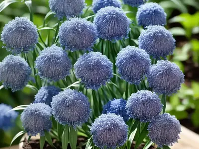 Blue Star (Amsonia Tabernaemontana)