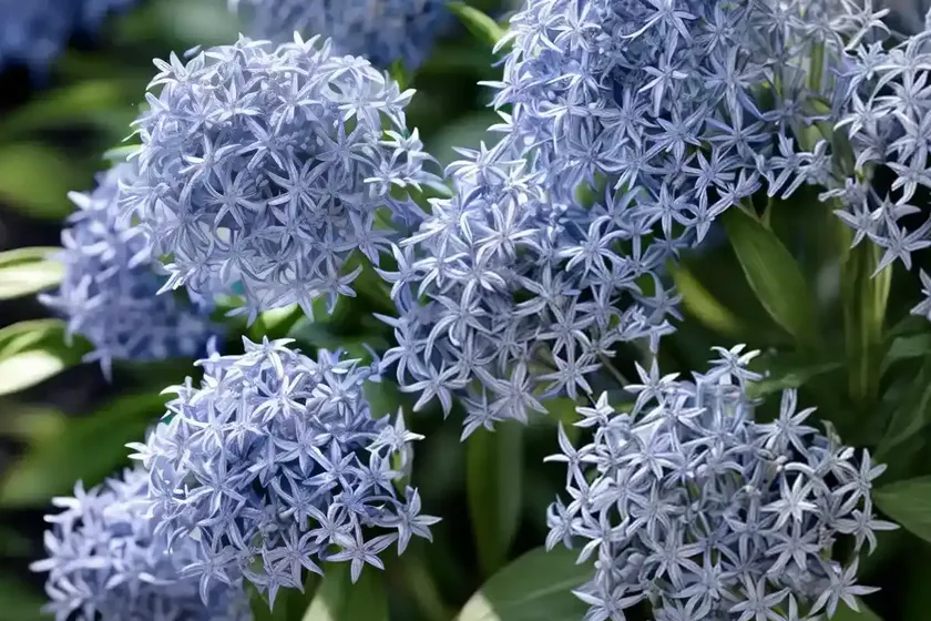 Blue star (amsonia tabernaemontana ‘montana’) — photo 2