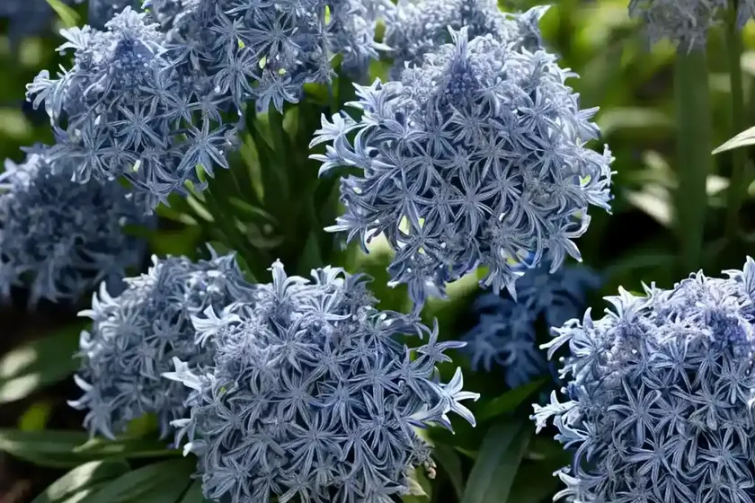 Blue star (amsonia tabernaemontana ‘montana’) — photo 3