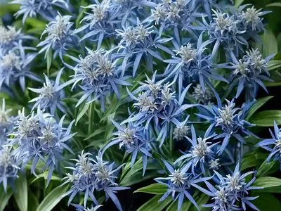 Blue Star (Amsonia Tabernaemontana ‘Montana’)